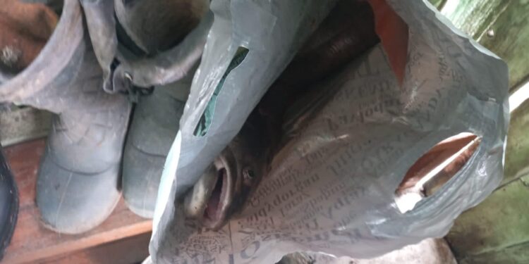 Больше трех млн тенге штрафа заплатит житель ВКО за одну пойманую рыбу