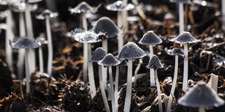 Сколько грибов можно собрать бесплатно в этом году в Казахстане