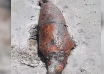 Десятки туш тюленей вновь обнаружили на берегу Каспийского моря