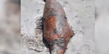 Десятки туш тюленей вновь обнаружили на берегу Каспийского моря