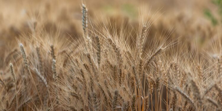 Хороший урожай в этом году спрогнозировали в Минсельхозе РК
