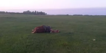 Пастуха и лошадь убило молнией в СКО