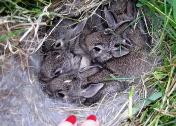 Беречь зайчат, спящих в траве, призвали в МЧС РК