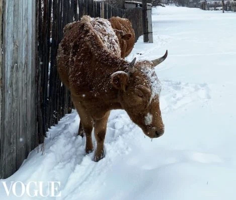 Корова из Карагандинской области стала звездой Vogue