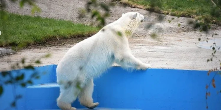 В зоопарке Алматы появилась белая медведица