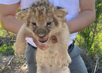 Львят из зоопарка пытались продать в Караганде