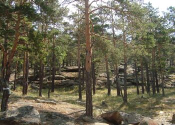 Южная Корея поможет восстановить леса в Казахстане