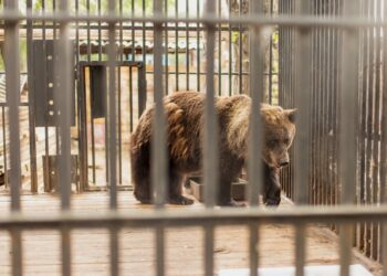 Медведь пытался напасть на трехлетнюю девочку в зоопарке Караганды (Видео)