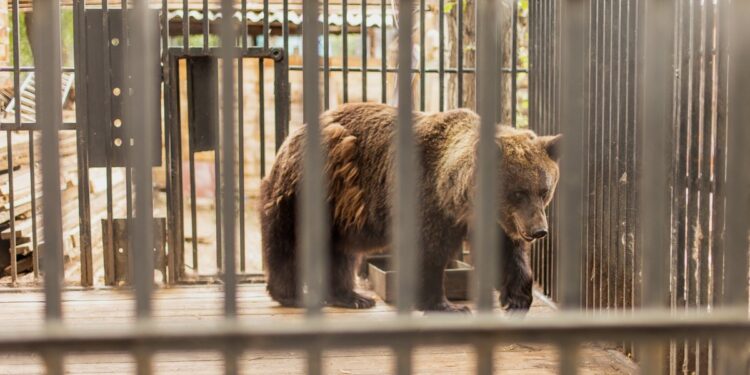 Медведь пытался напасть на трехлетнюю девочку в зоопарке Караганды (Видео)