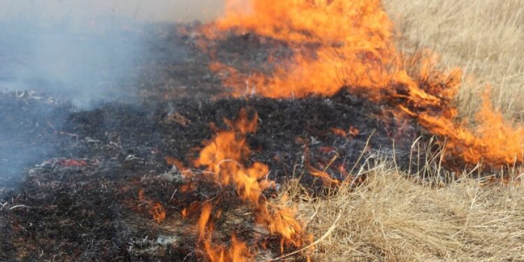 В Кызылординской области из-за жары загорелась степь