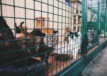 После видео с разрубленными кошачьими телами создана спецкомиссия в Шымкенте