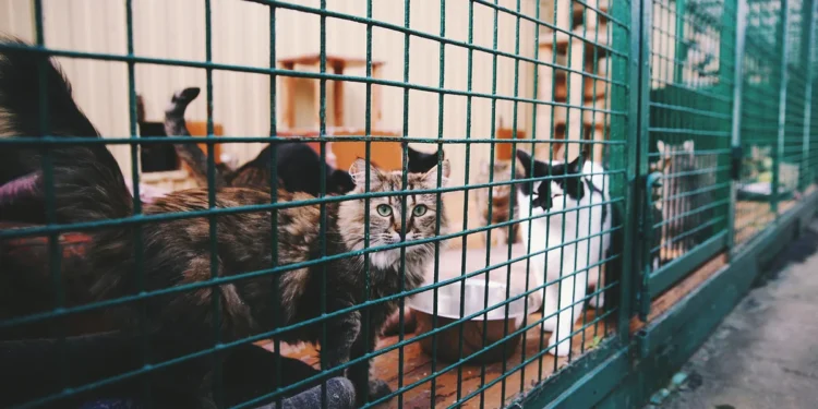 После видео с разрубленными кошачьими телами создана спецкомиссия в Шымкенте