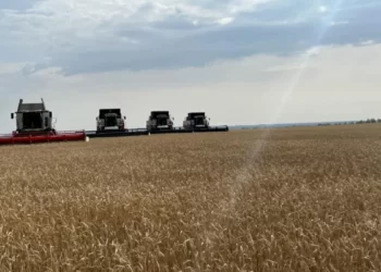 Запрет на ввоз пшеницы продлили в Казахстане