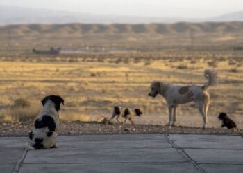 Бродячие собаки разрывают могилы в Шымкенте