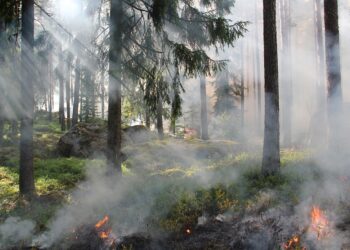 Ущерб на 30 млрд тенге нанесли лесные пожары в Казахстане